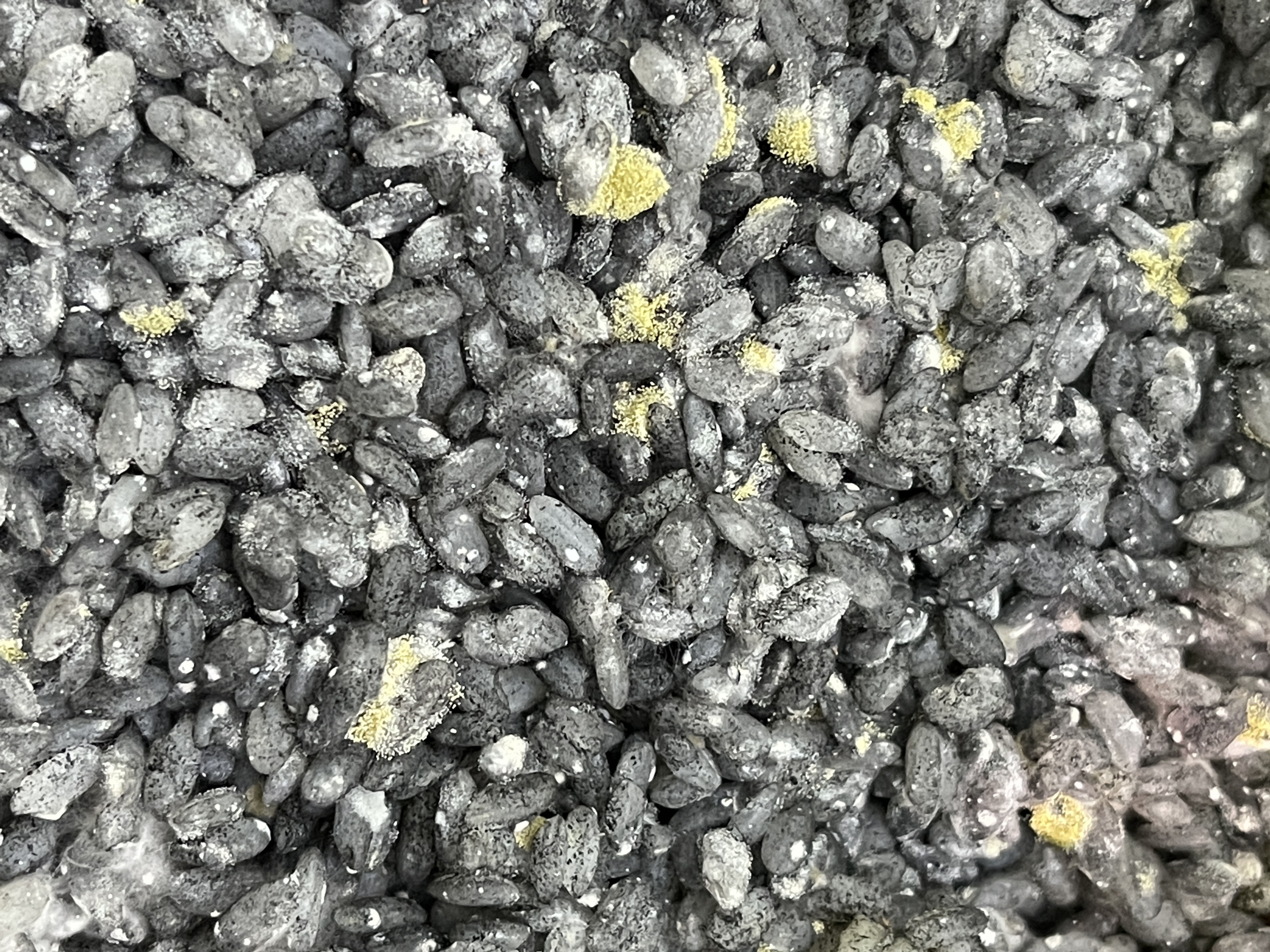 麹の採集ワークショップ開催します!