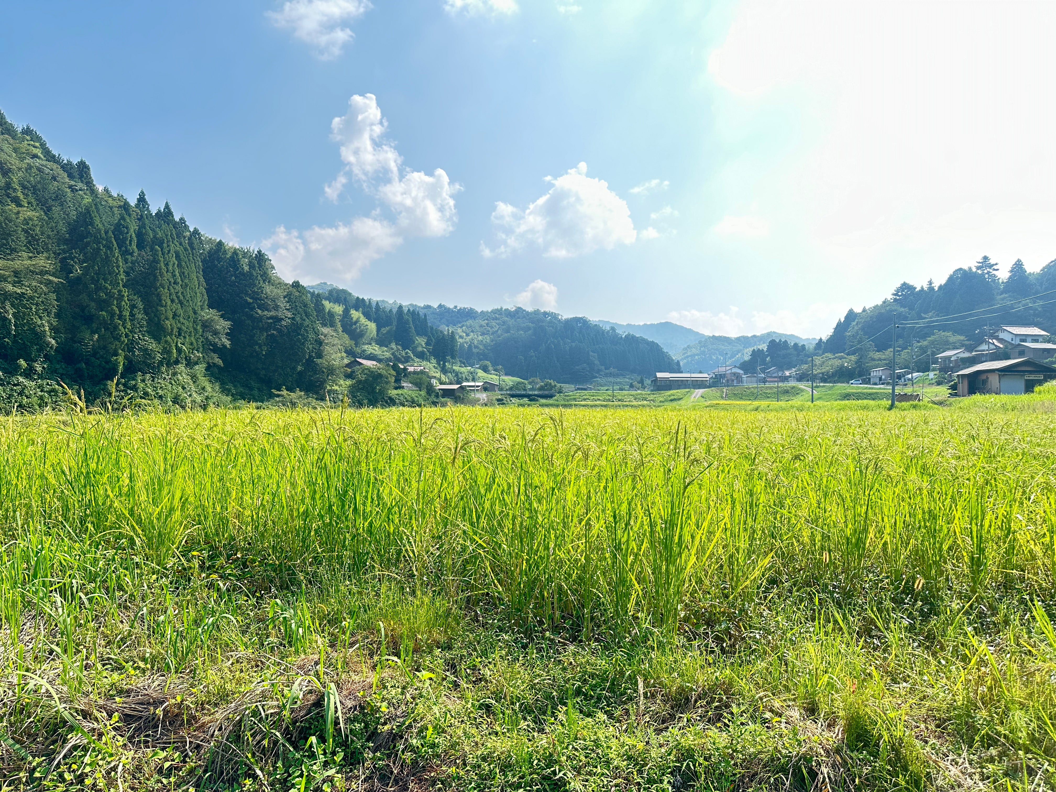 4．亀治米との出会い