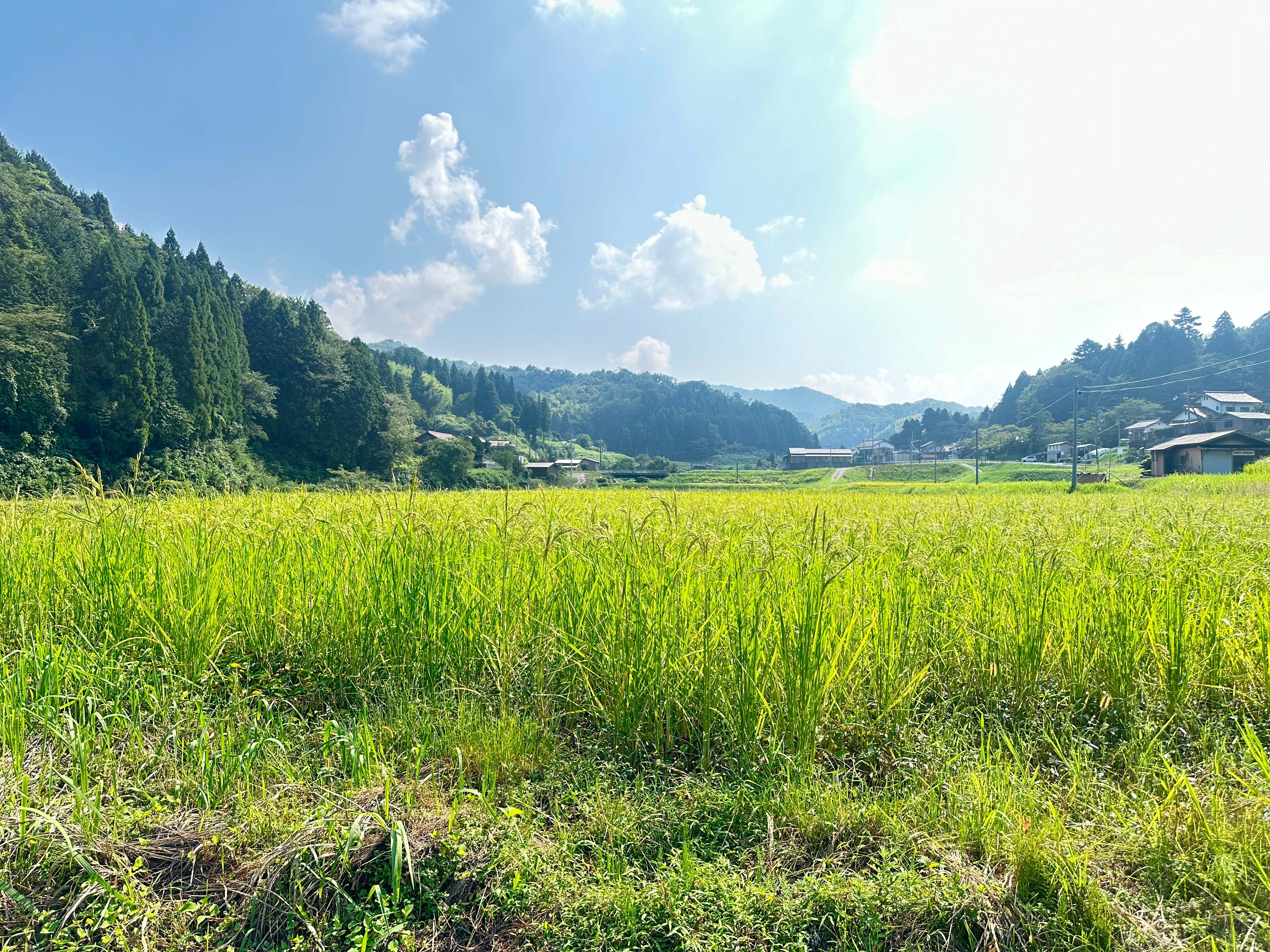 米麹　八雲山麹 （やくもやまこうじ） 野生麹使用