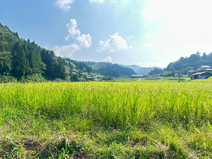 米麹　八雲山麹 （やくもやまこうじ） 野生麹使用